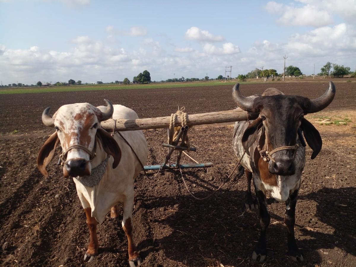 બળદ વેચવાના છે.