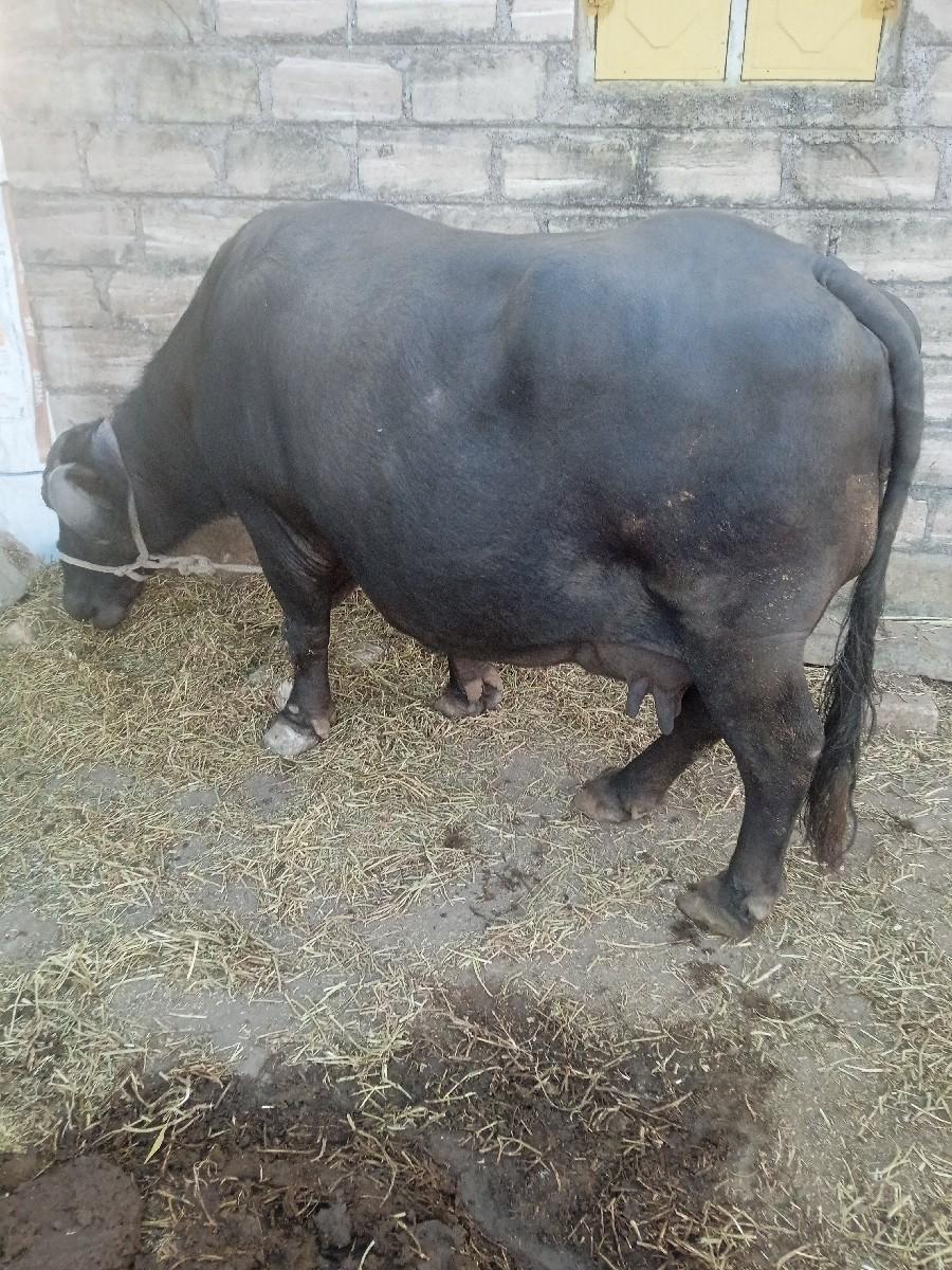 થંબનેલ 2