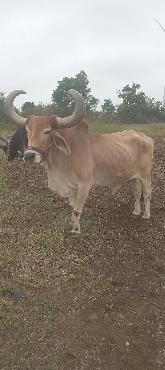 થંબનેલ 2