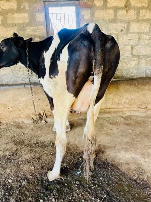 થંબનેલ 2