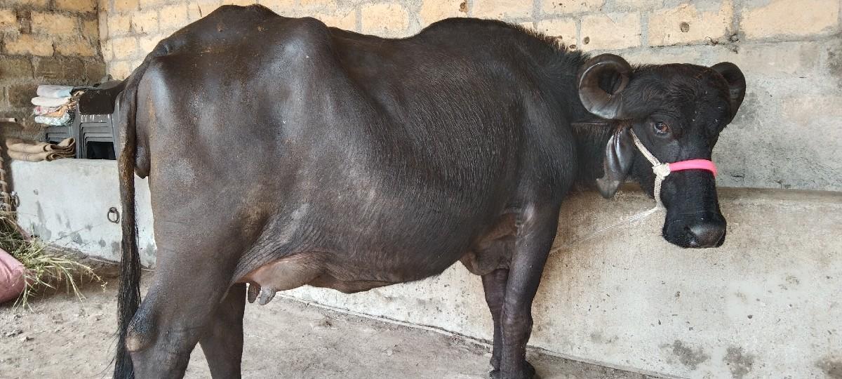 ભેંસ વેચવાની છે