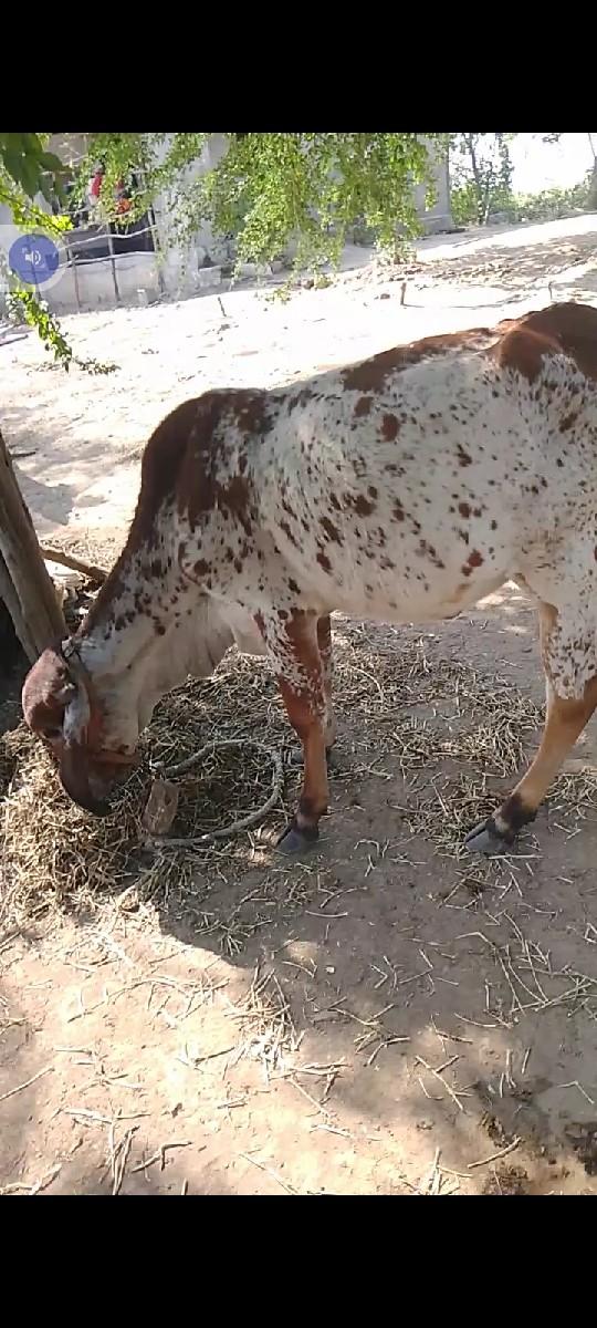 થંબનેલ 3