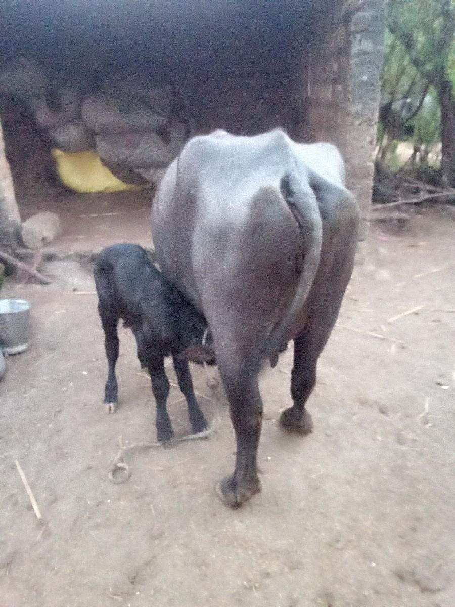 થંબનેલ 2