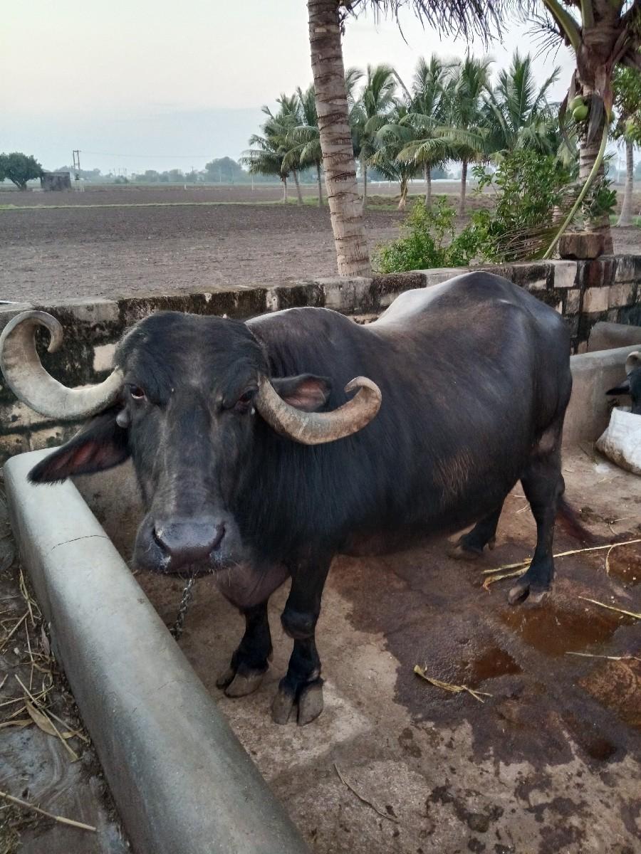 થંબનેલ 2