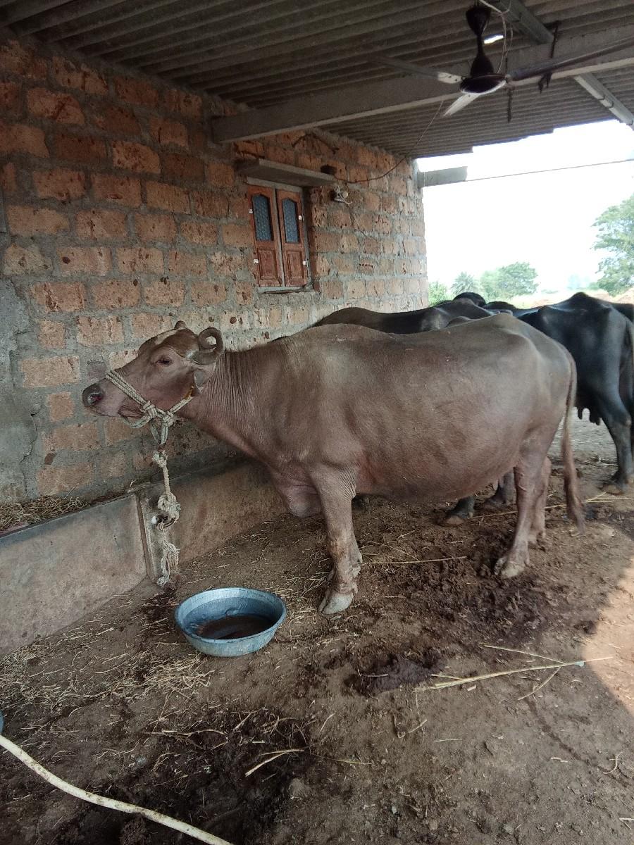 ભેંસ વેચવાની છે