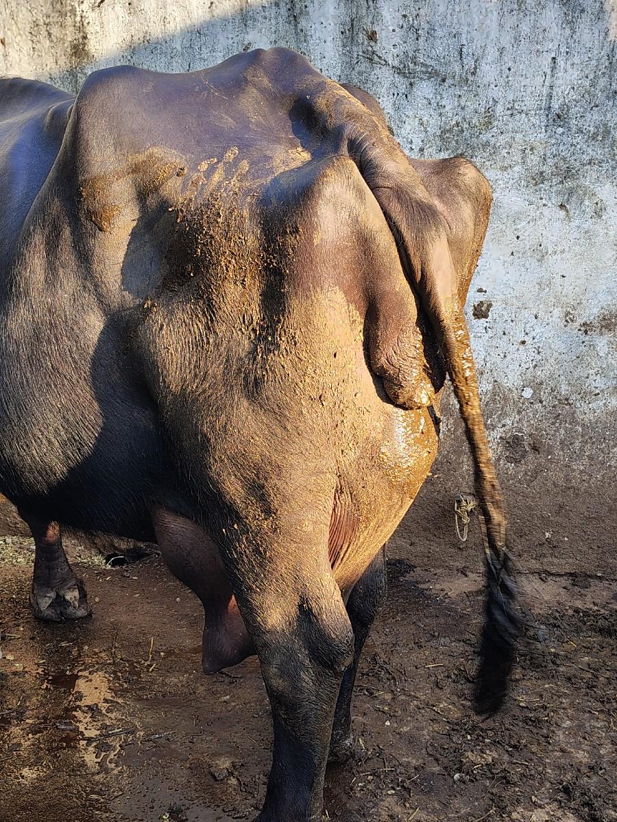 થંબનેલ 3