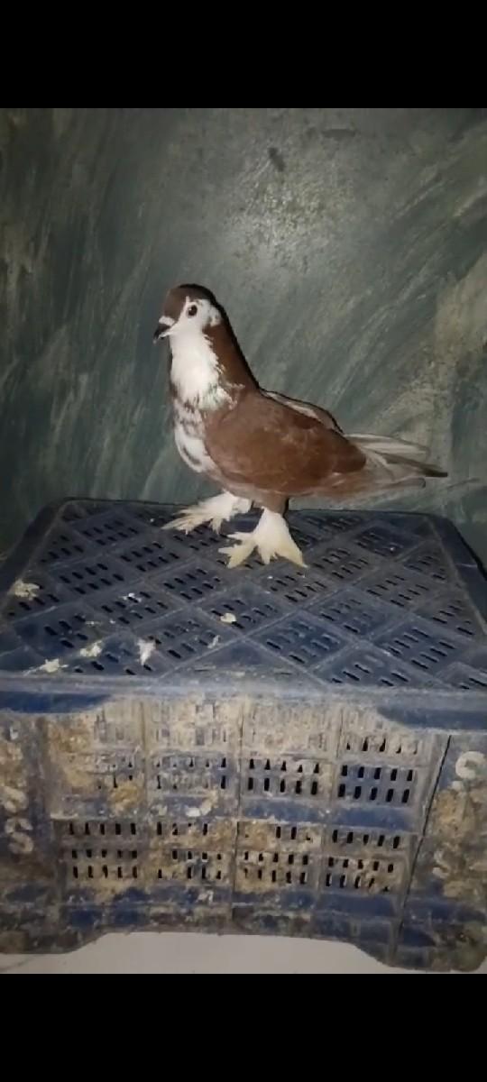 siraji nar ful sijma vesvno saev