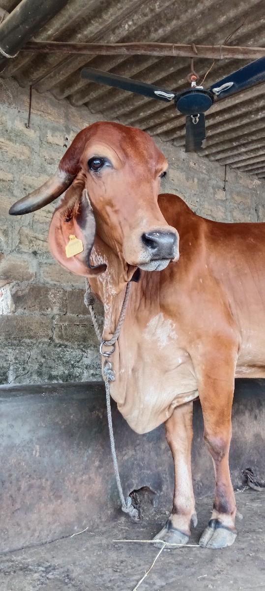 ગીર ગાય વેચવાની છે