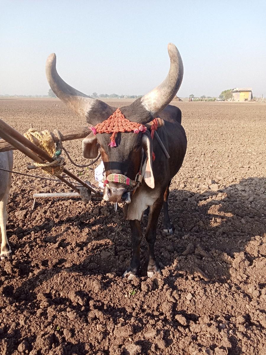 બળદ વેચવાનો છે