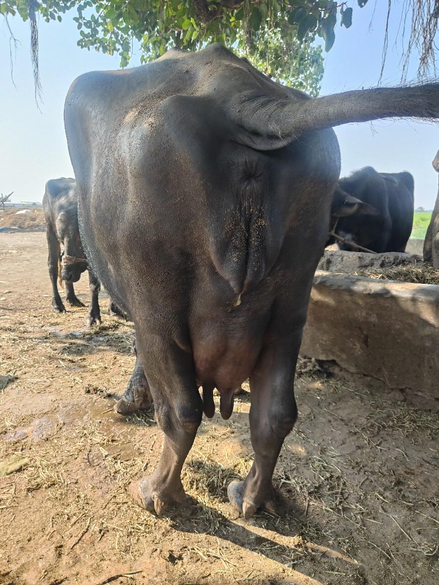 થંબનેલ 3