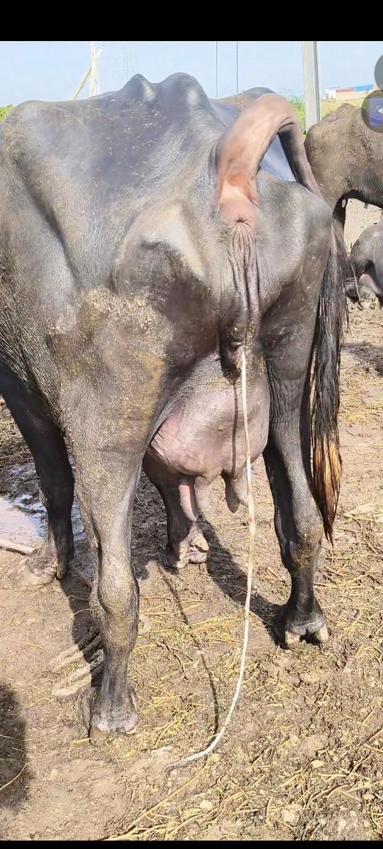 થંબનેલ 3