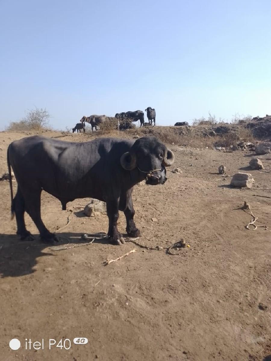 પાડો વેચવા નો છે