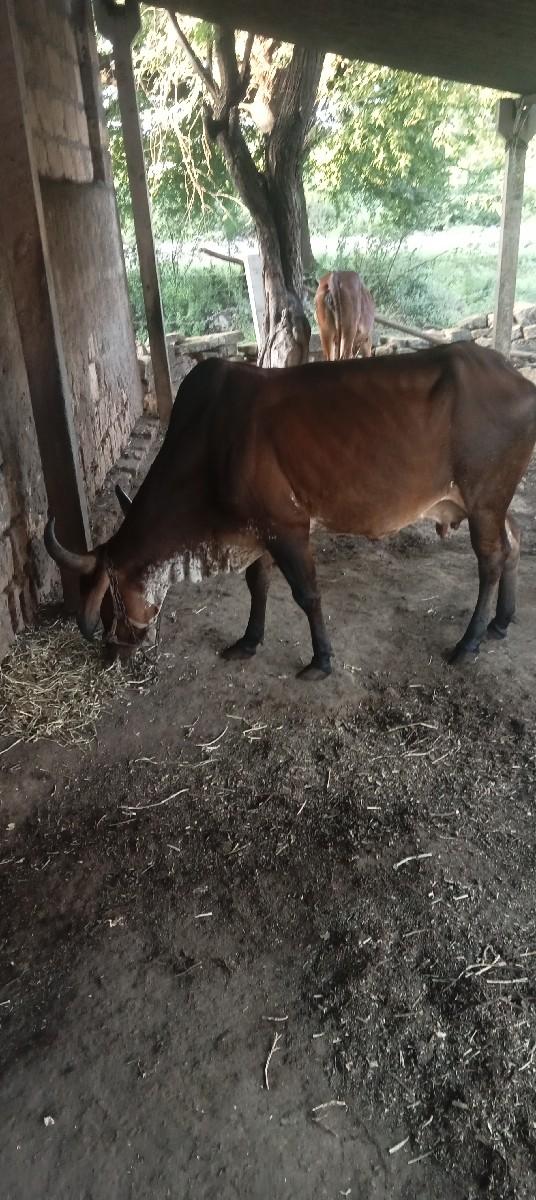 ગાય દેવાની છે