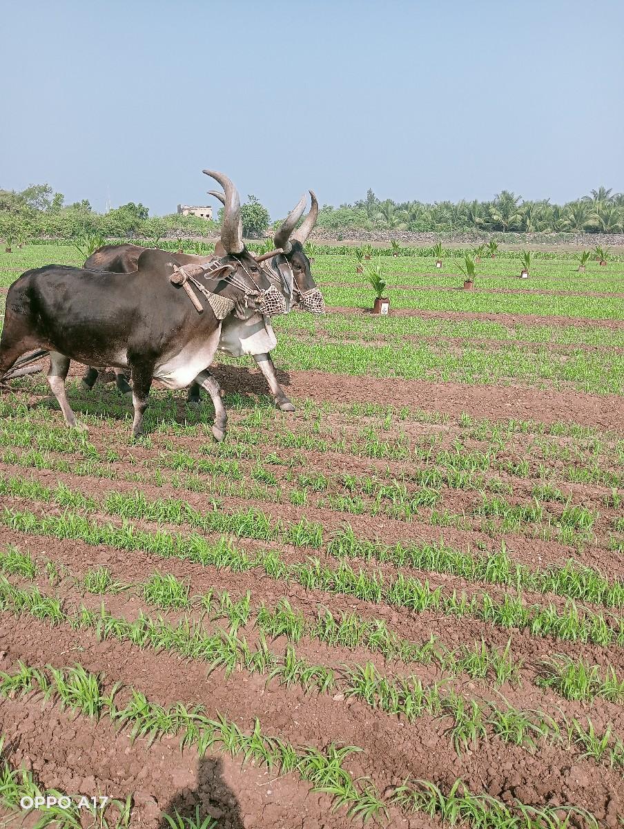બળદ વેચવાના છે