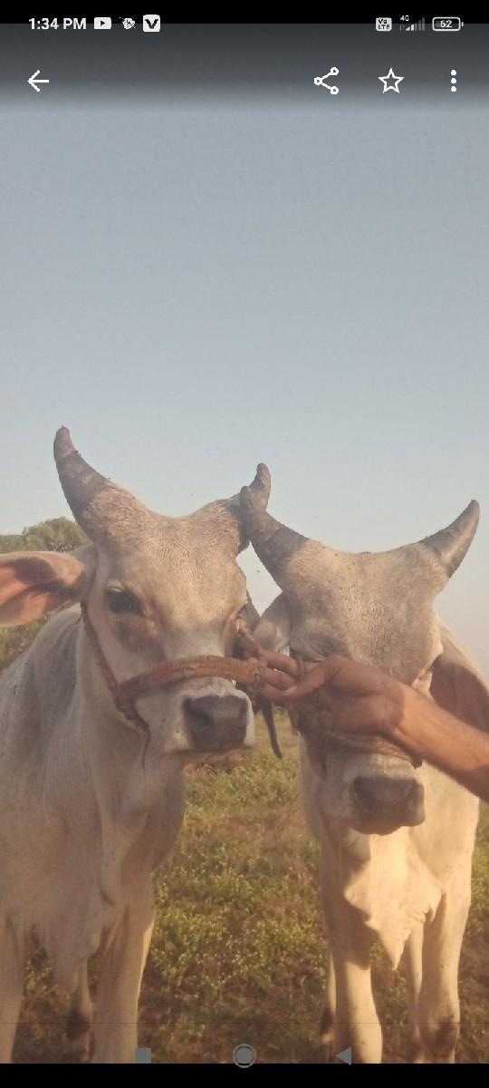 વાછરડા વેચવાના  છે