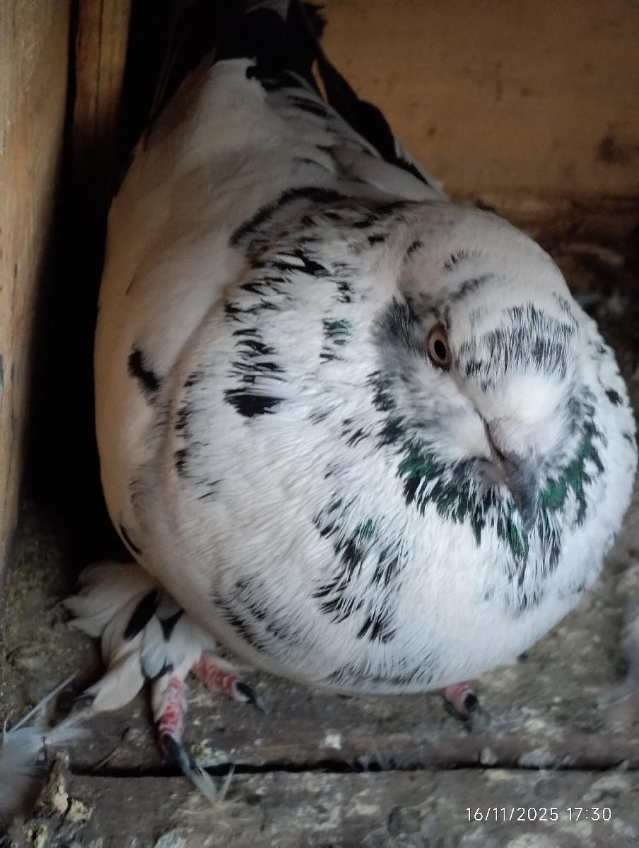 થંબનેલ 2