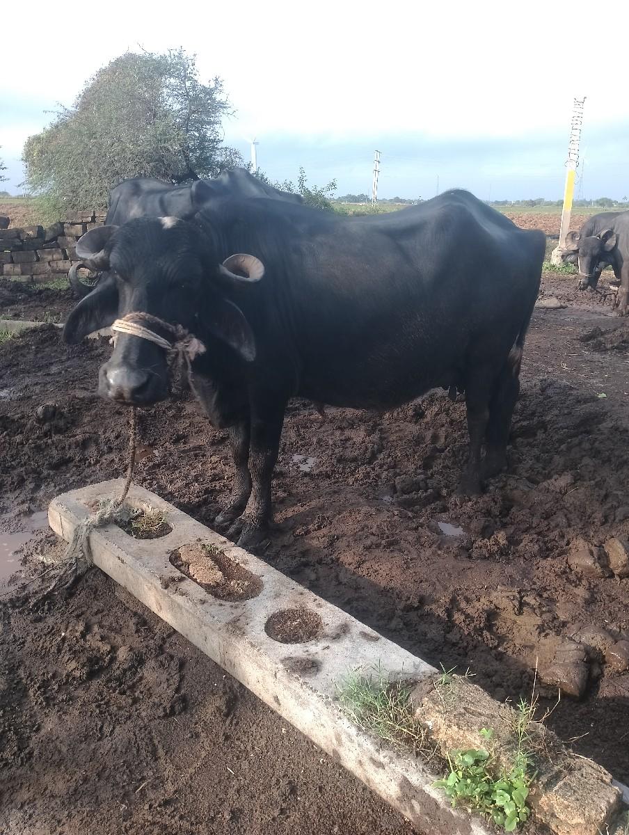 થંબનેલ 2