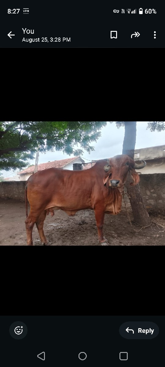 ગીર ઓડકી વેચવા ની છે