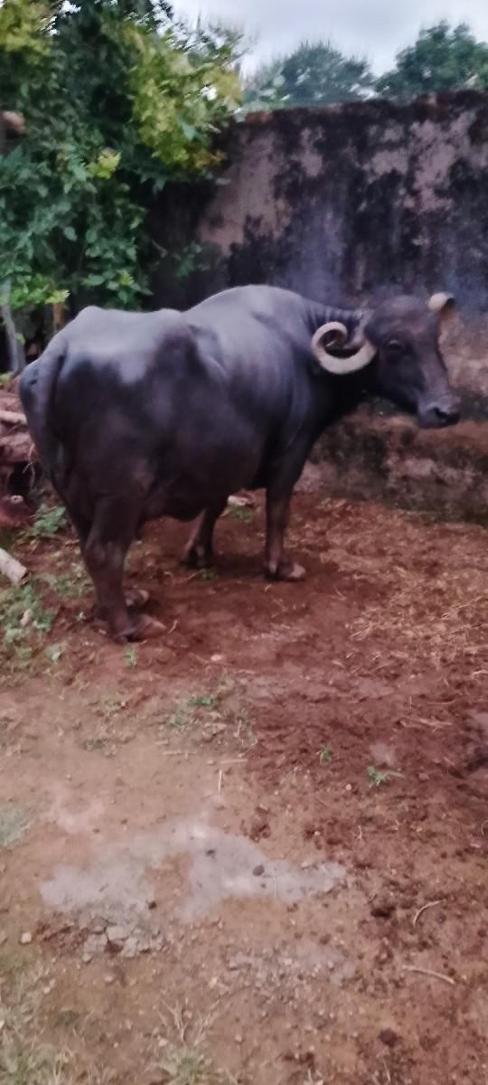 થંબનેલ 3