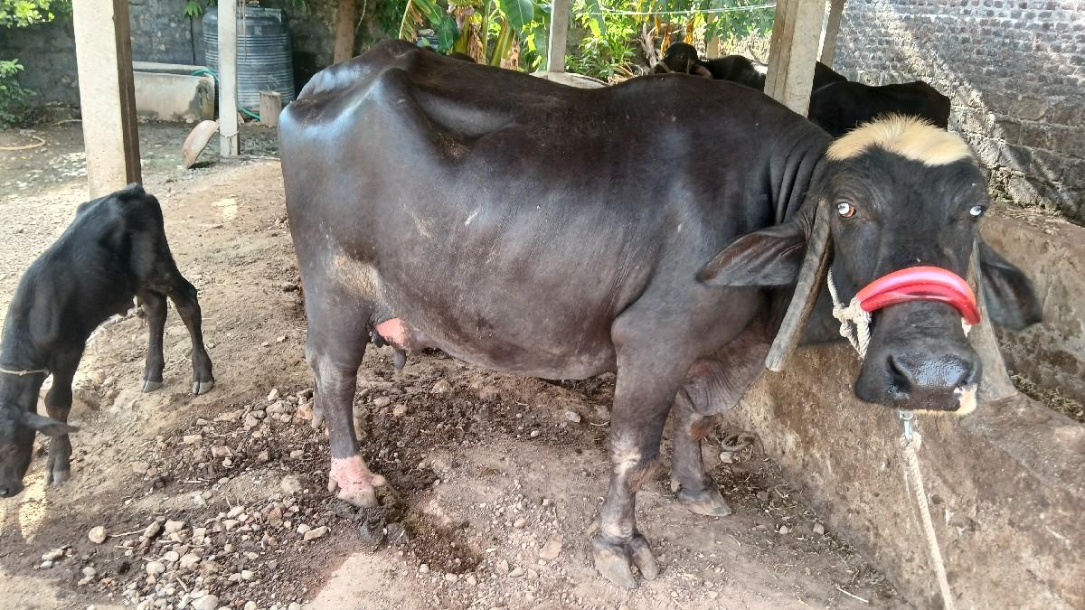 થંબનેલ 2