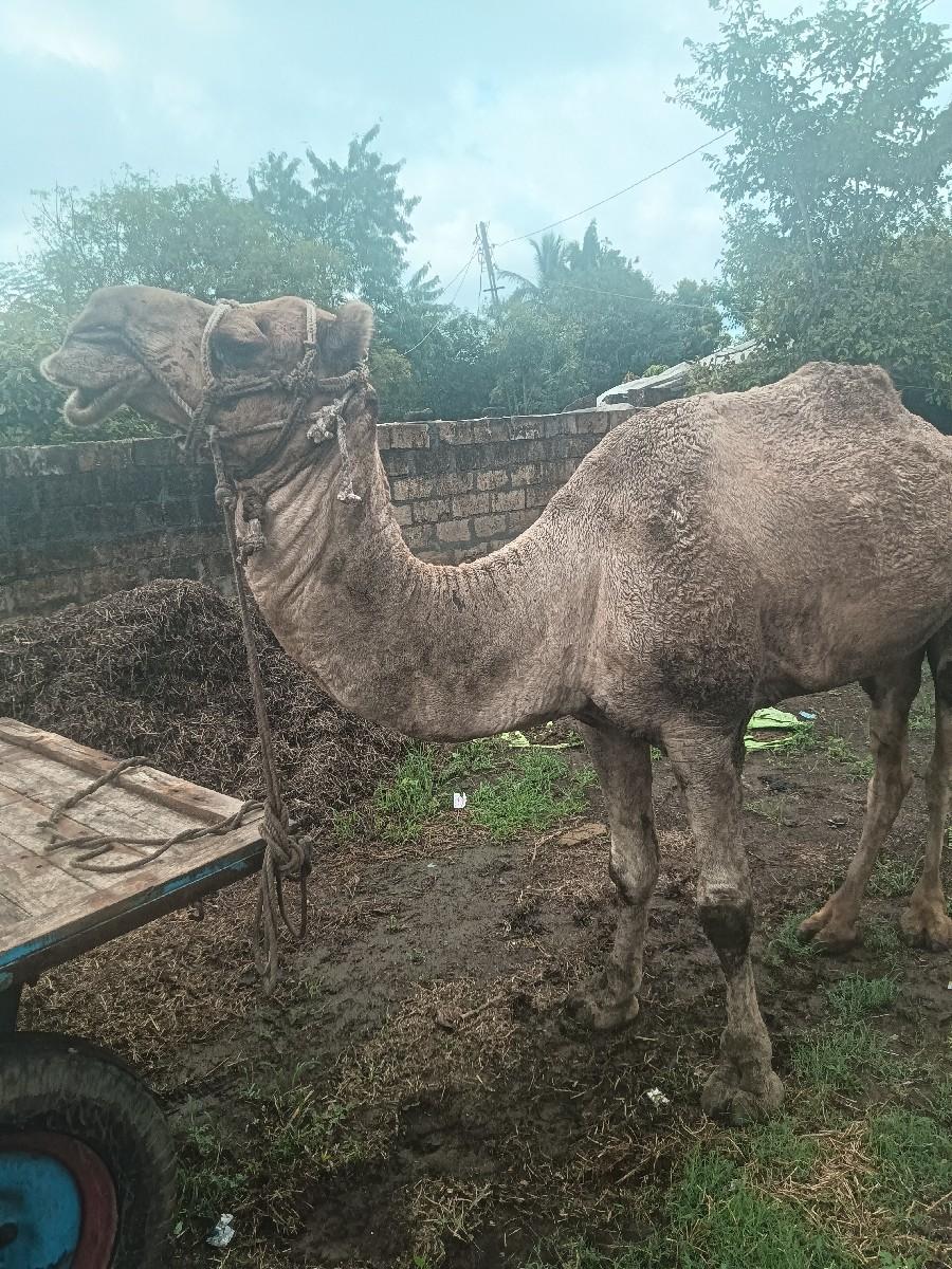 વેચવાનો છે