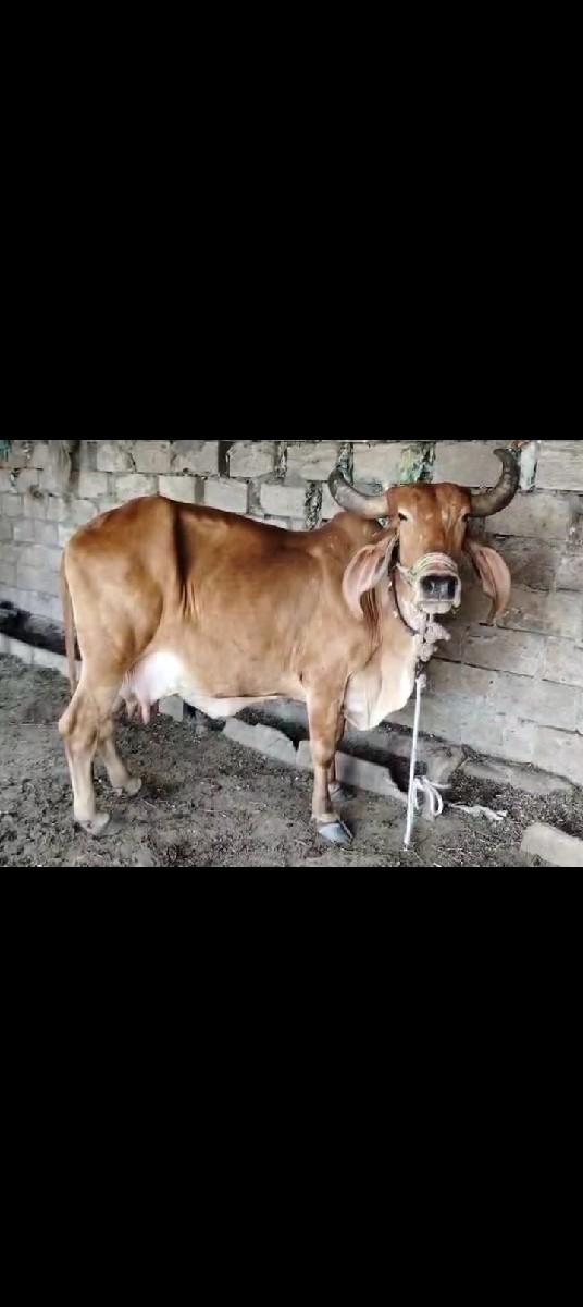 થંબનેલ 2