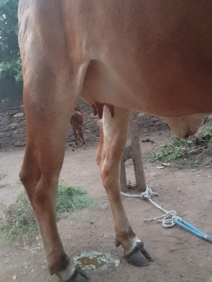 થંબનેલ 3