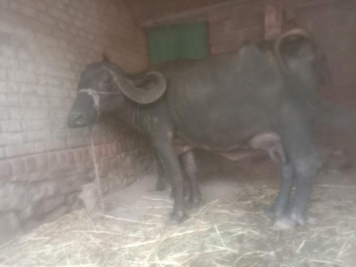 ભેંસ વેચવાની છે