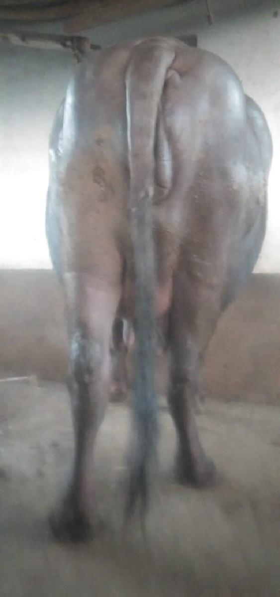 થંબનેલ 3