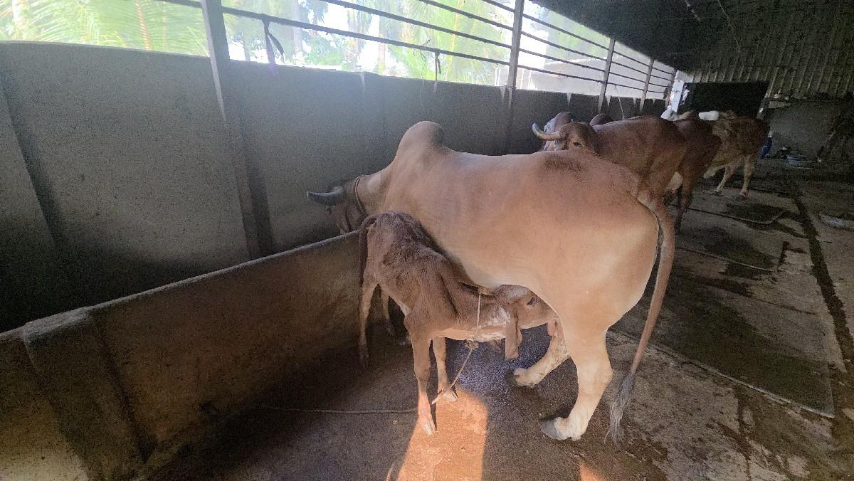 થંબનેલ 3