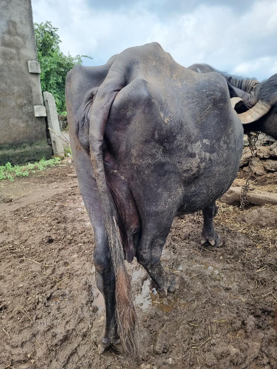 थंबनेल 2