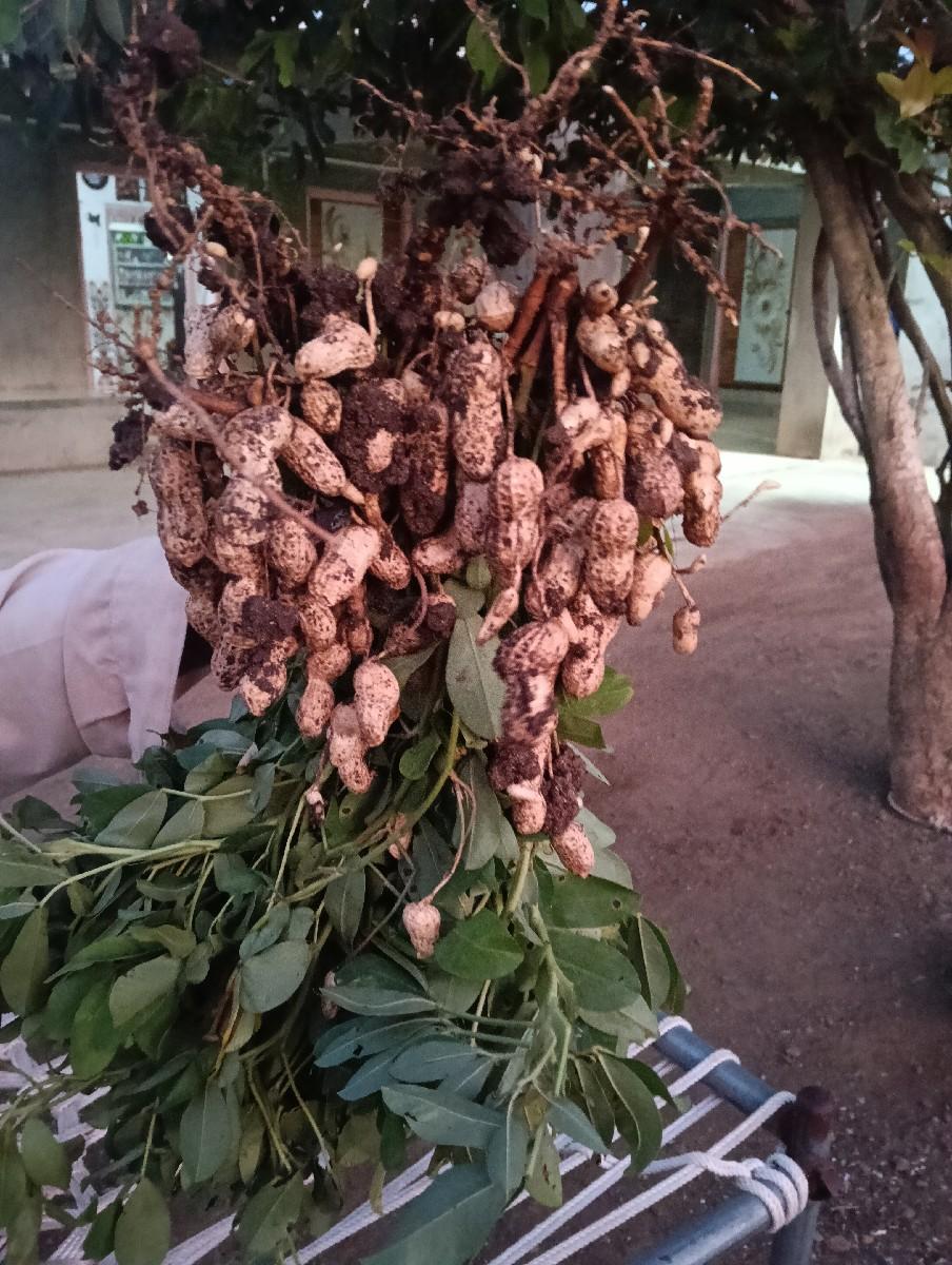 થંબનેલ 3