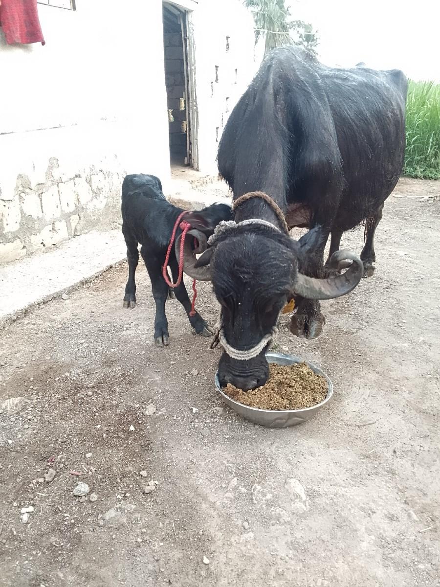 લખમણ ભેડા