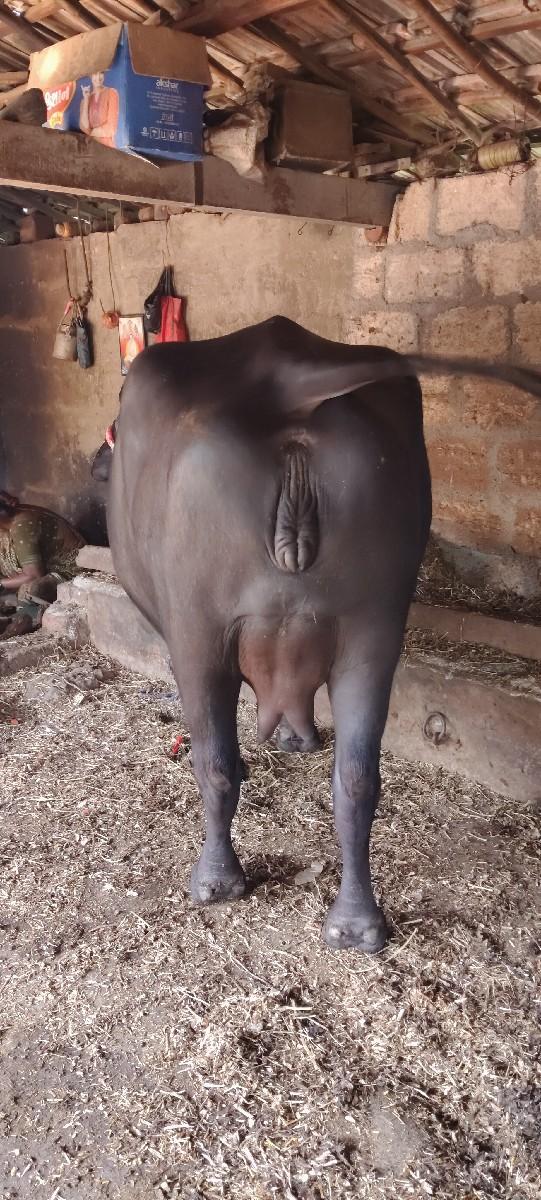 થંબનેલ 2