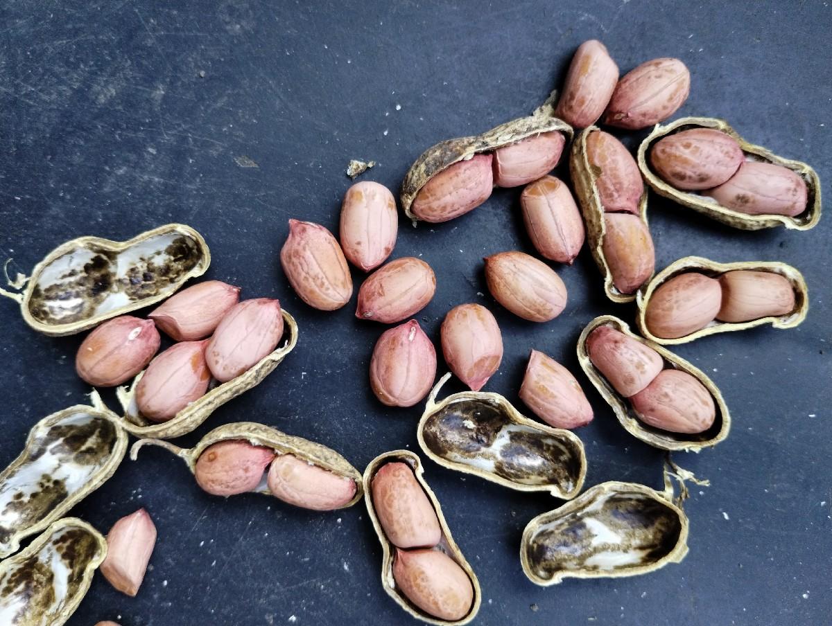 G20 મગફળી બિયારણ માટે