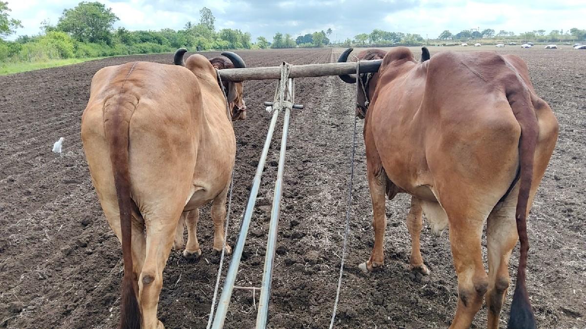 બળદ વેચવા ના છએ