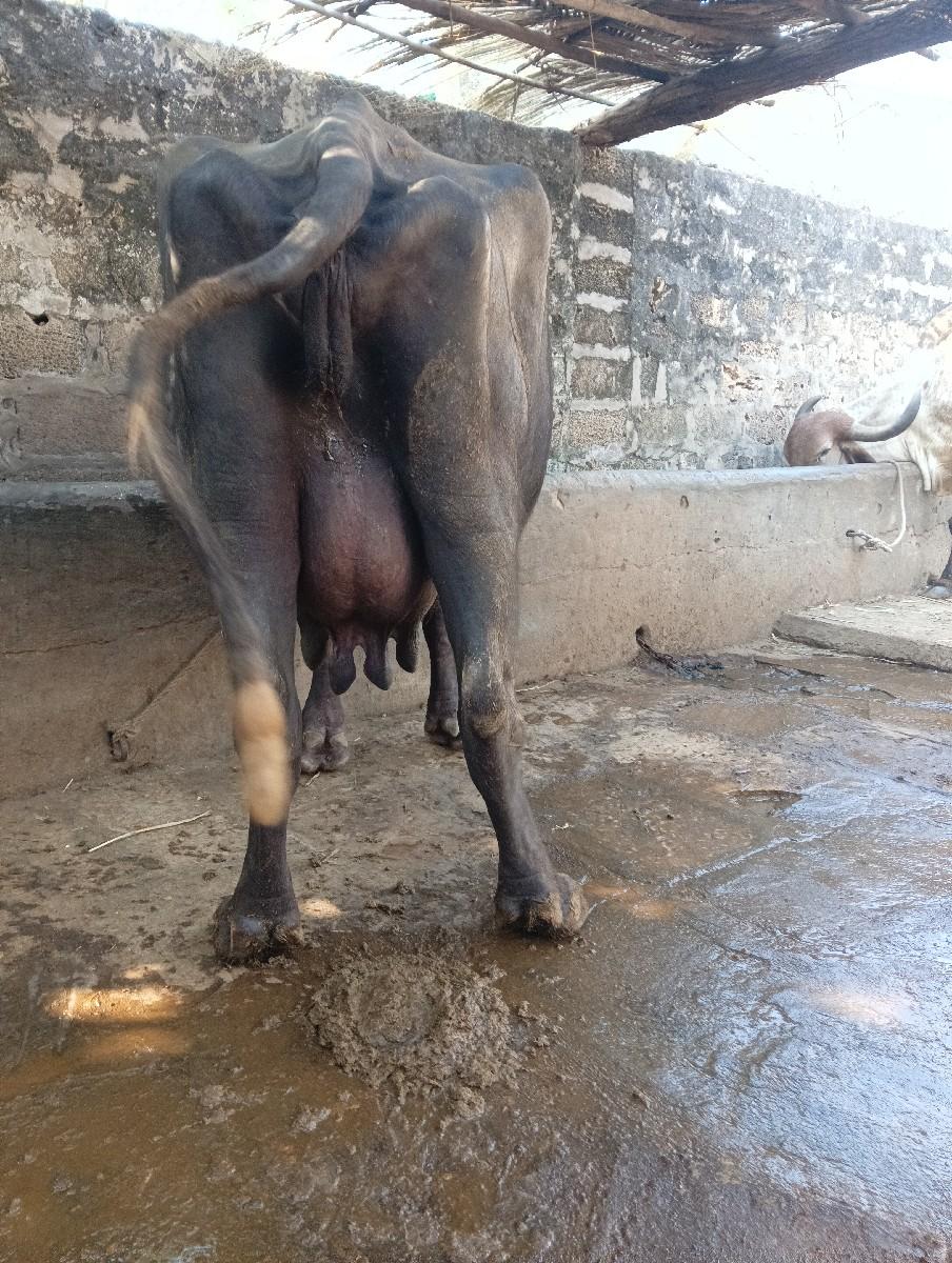 થંબનેલ 3