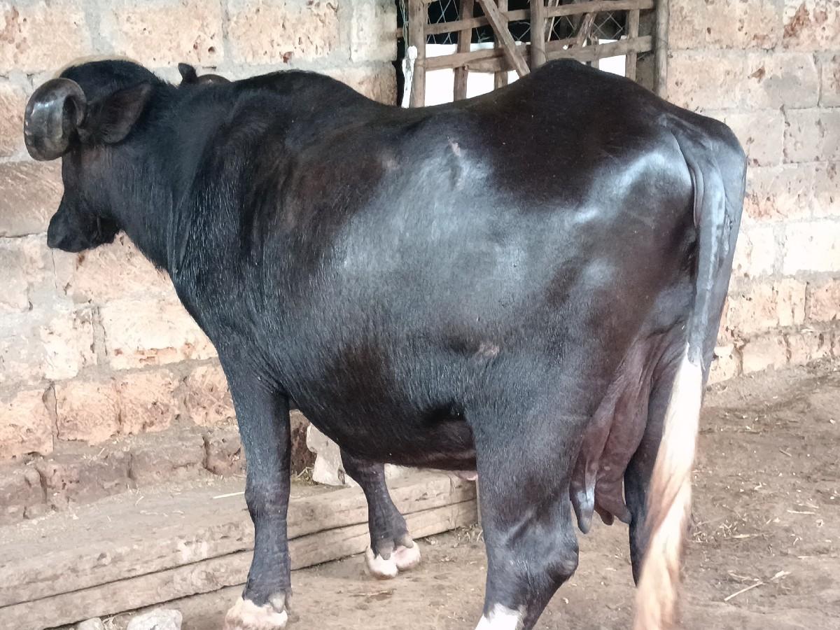 થંબનેલ 2