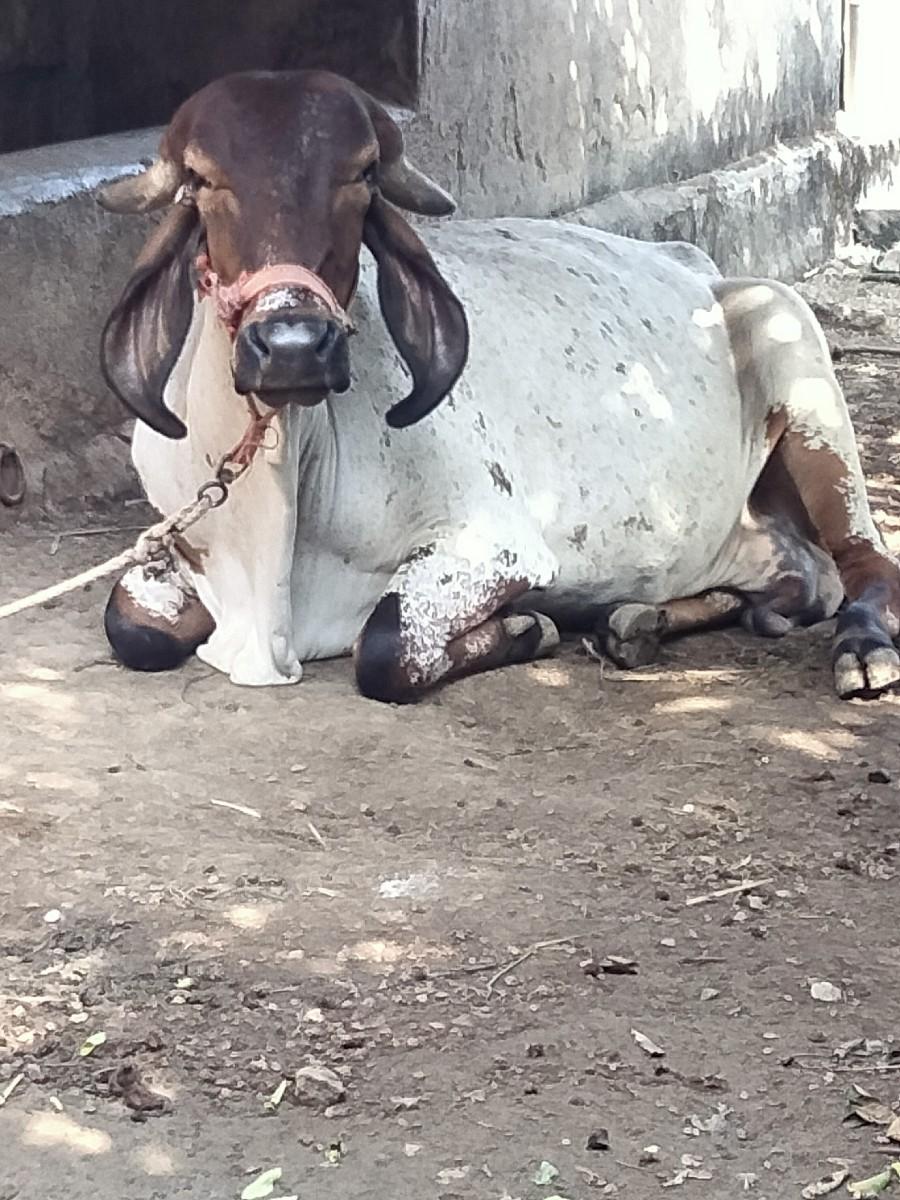 ગીર ગાય વેચવાની છે