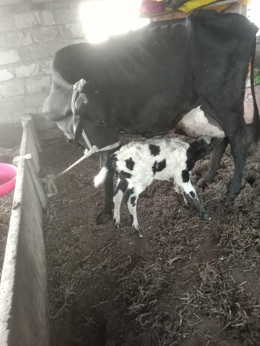 થંબનેલ 2