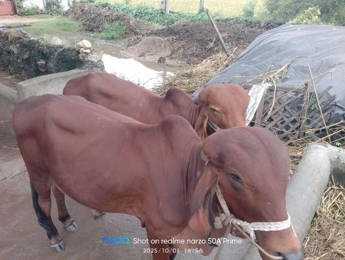 થંબનેલ 3