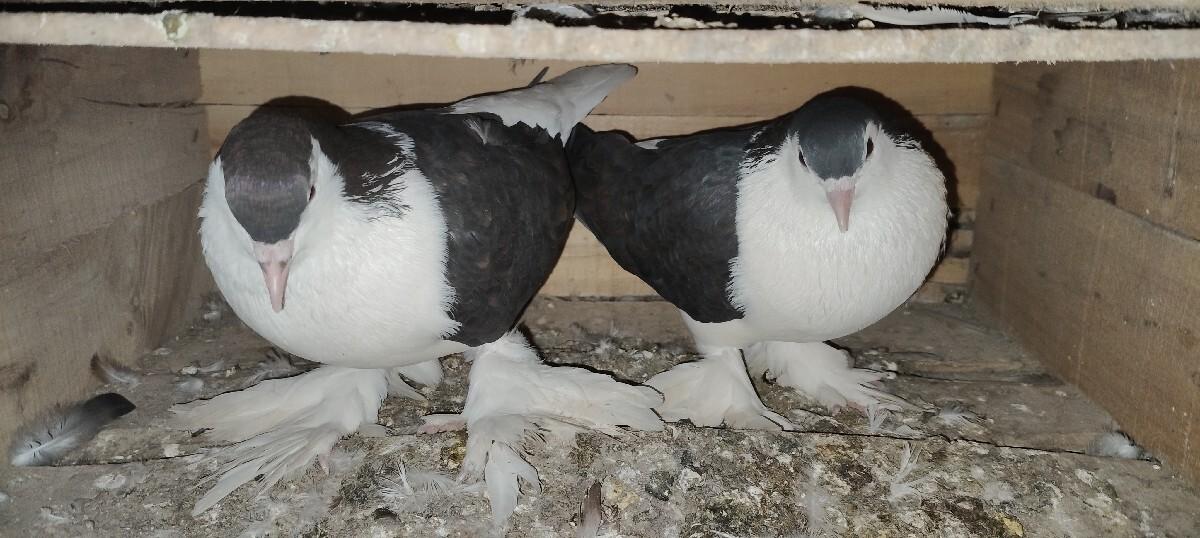 થંબનેલ 2