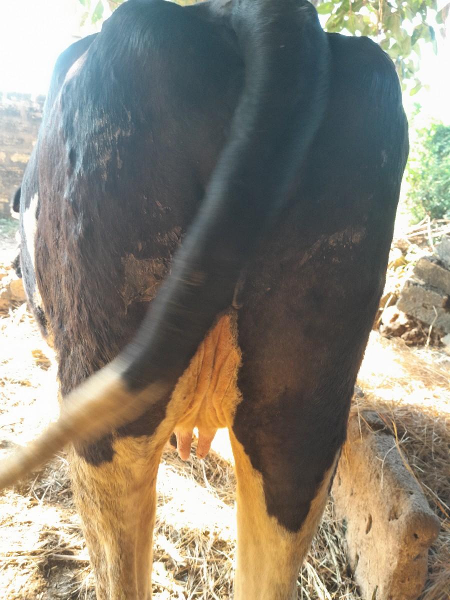 થંબનેલ 2