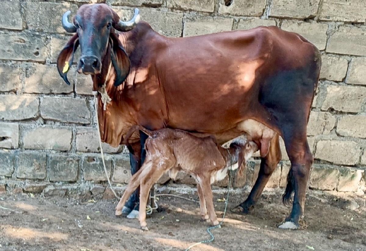 થંબનેલ 3