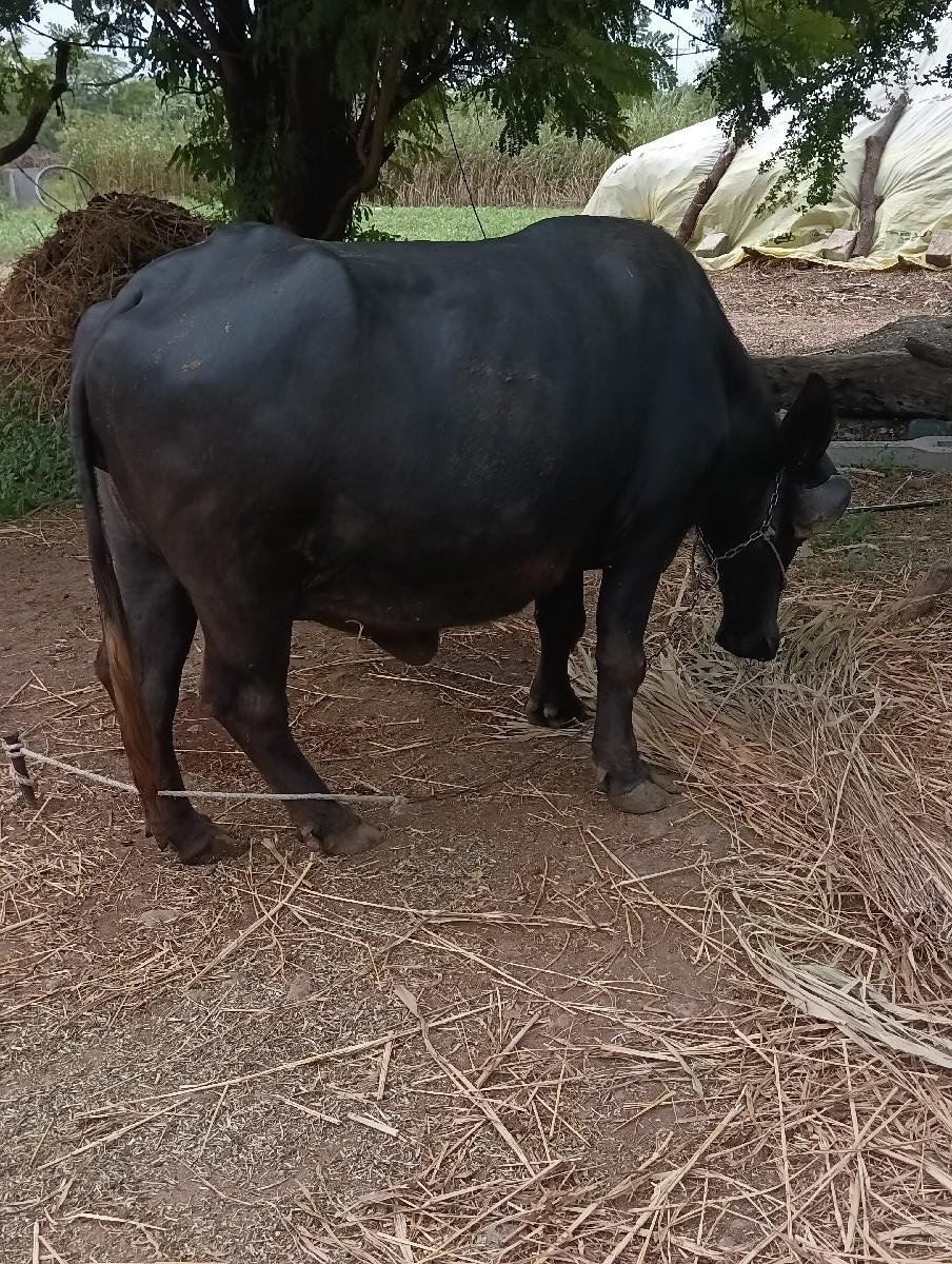 ખળેલી વેચવાની છે