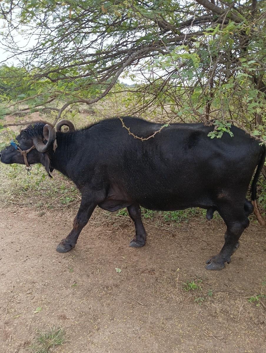 ભેંસ વેચવાની સે