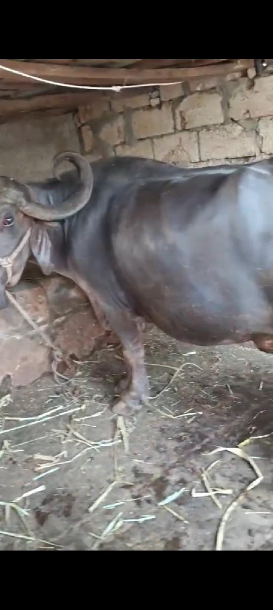 થંબનેલ 3