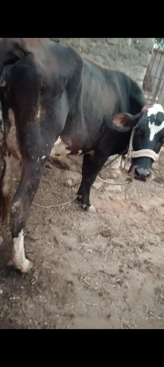 થંબનેલ 3