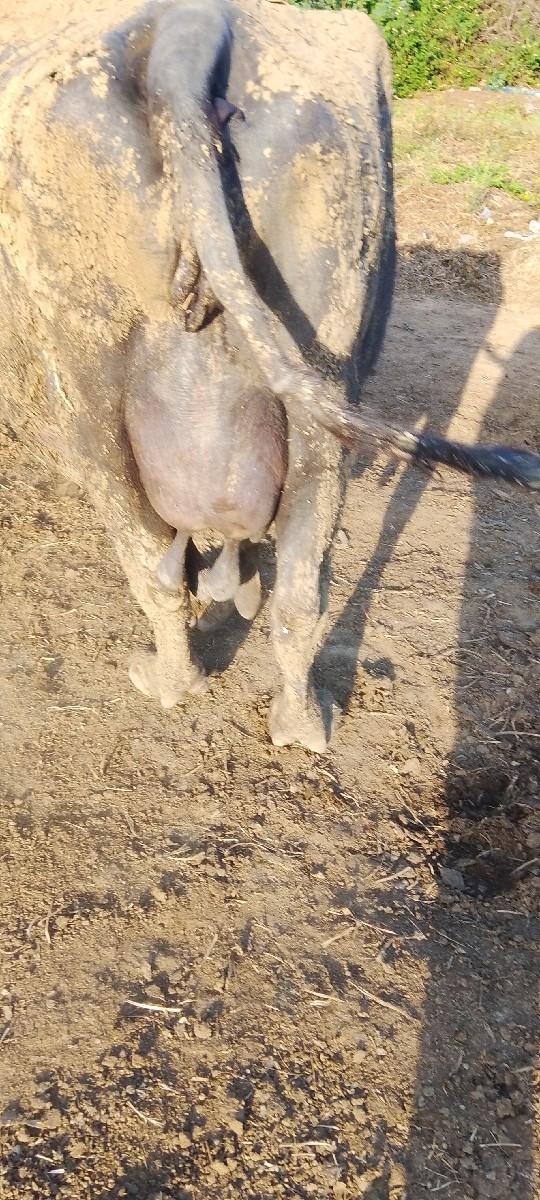 ભેંશ વેચવાની છે