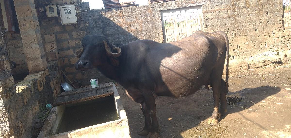 ભેસ વેચવાની છે